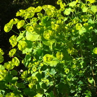 Euphorbia amygdaloides robbiae